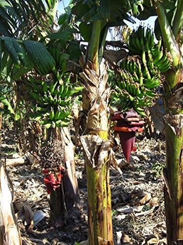 Indische Banane -Musa thomsonii- 10 frische Samen