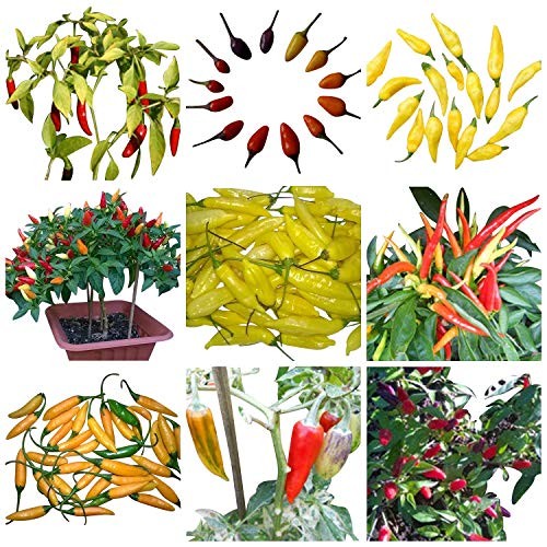 Bonsai/Mini Chili Sortiment 40 Samen | Saatgut aus der ganzen Welt