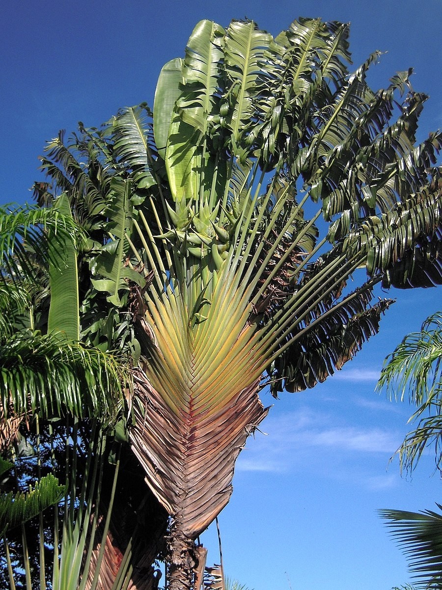 Baum des Reisenden -Ravenala madagascariensis- 1000 Samen