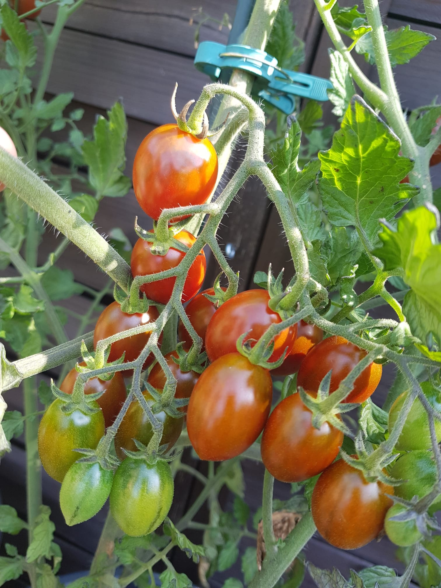 Tomate Dark Red Egg jetzt Online kaufen | Saatgut aus der ganzen Welt