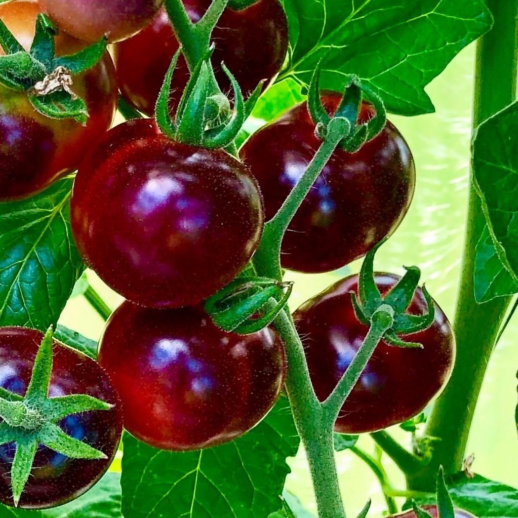 Tomate Antho Violett/Red 10 Samen