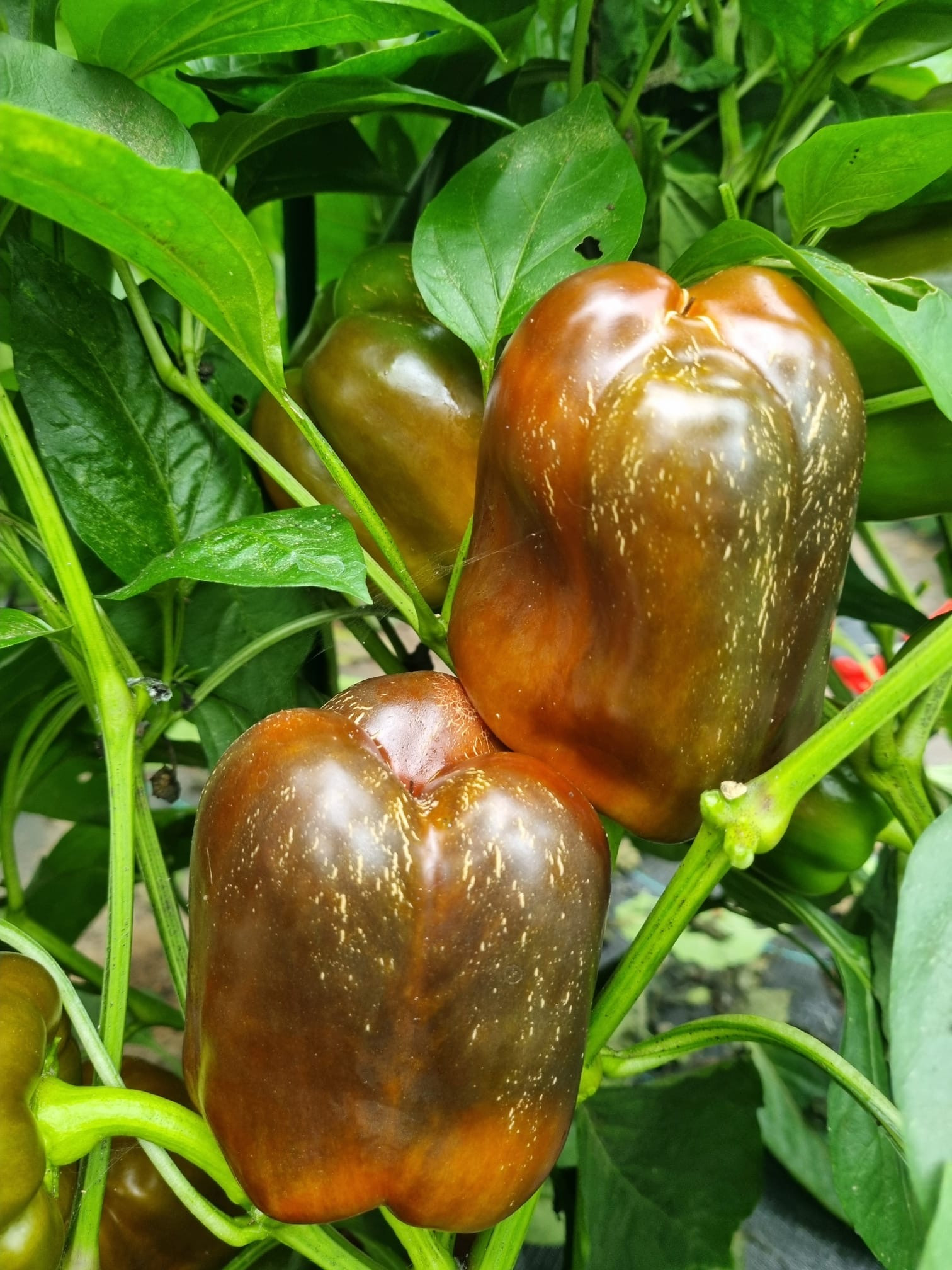 eukalyptus zweige knstlich Eukalyptus knstlich - 1 Zweig