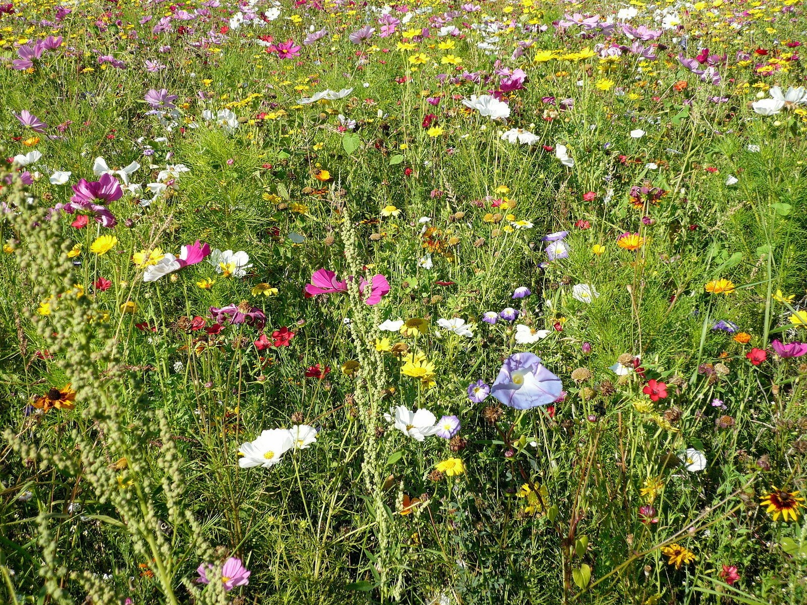 Bienenweide, Blumenwiese Mischung  1000+ Samen
