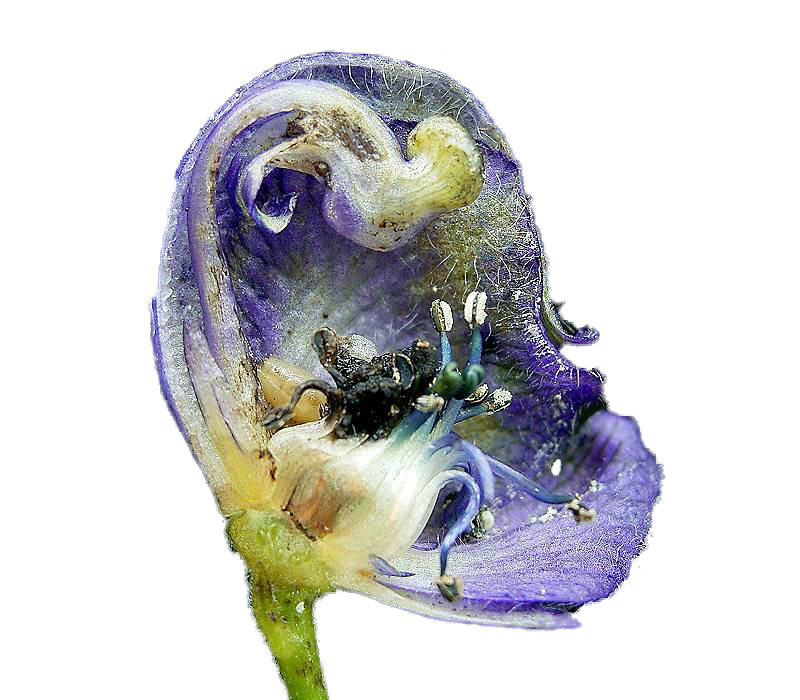 Echter Blauer Eisenhut -Aconitum napellus- 100 Samen