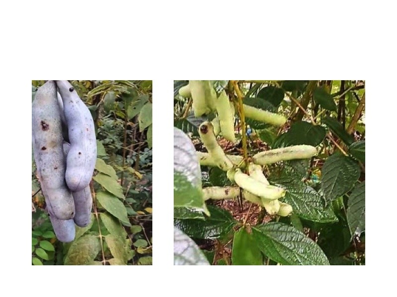Lila Blaugurkenbaum -Decaisnea fargesii var.purpurea 10 Samen