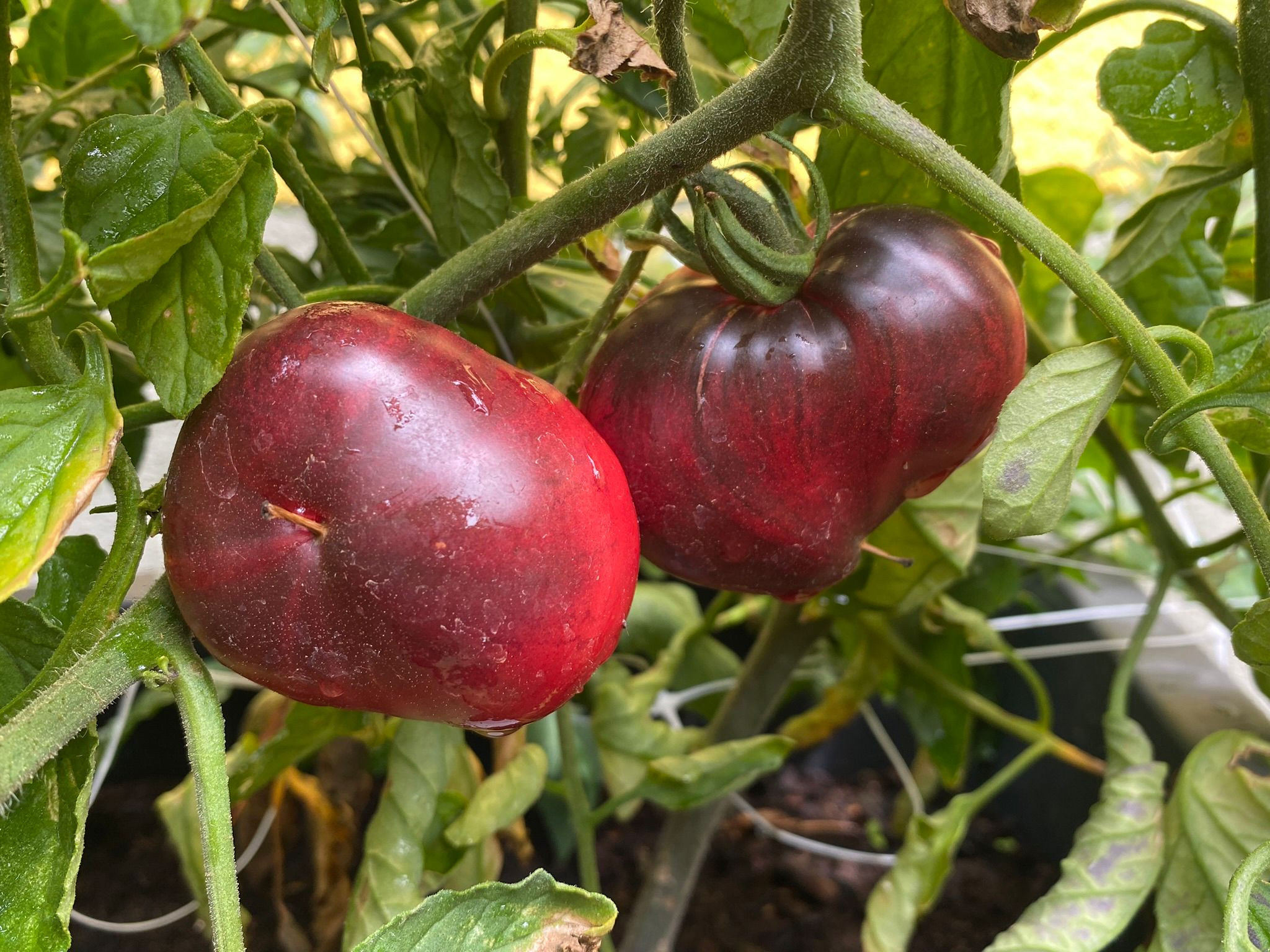 Tomate Sgt. Peppers 10 Samen 