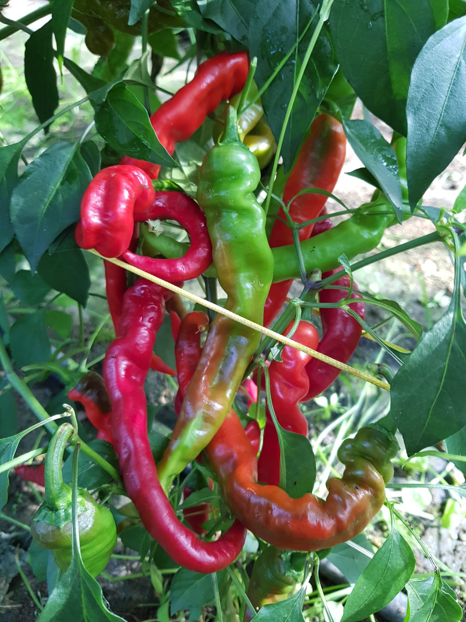 Chili Elephants Trunk Red 10 Samen 
