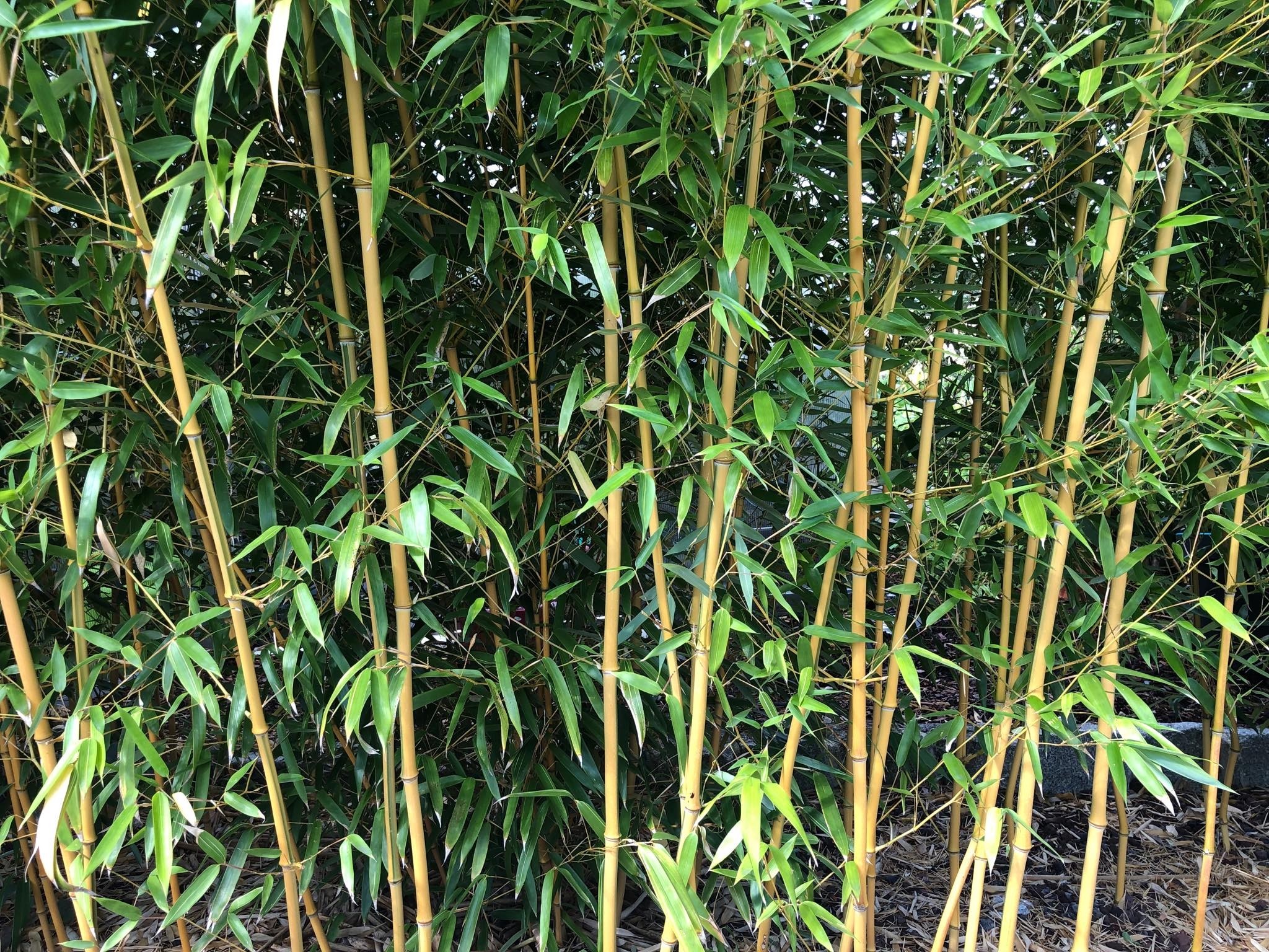 Gold Rohr Bambus Pflanze -Phyllostachys Aurea- (Winterhart - 25 C°)