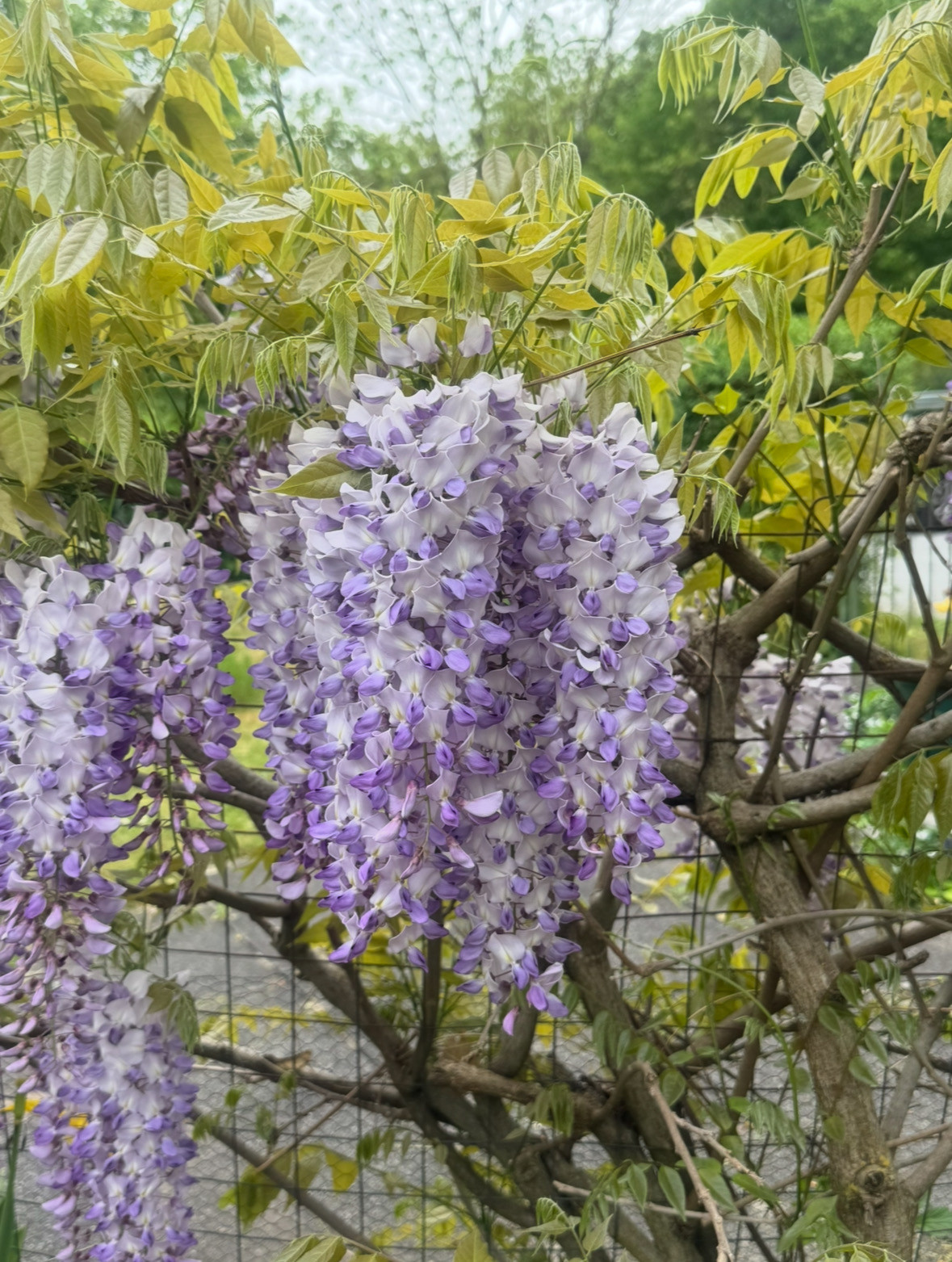 blaue mädchenkiefer bonsai Blaue Mädchenkiefer 'Negishi' kaufen main image 0