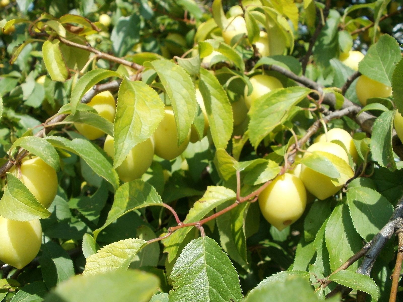 Kirsch Pflaume  -Prunus cerasifera- 10 Samen