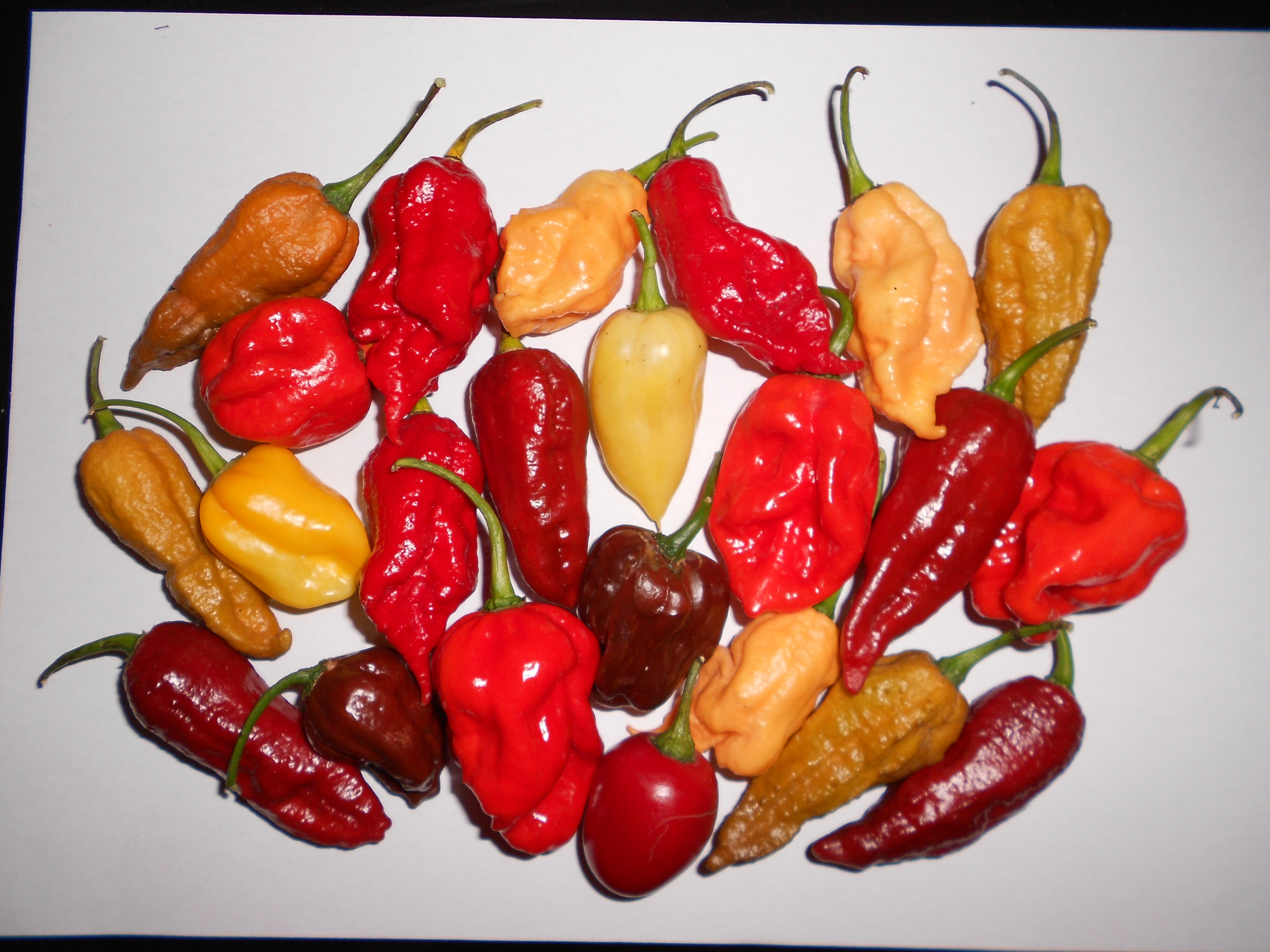 Chili Mix 100 Samen 