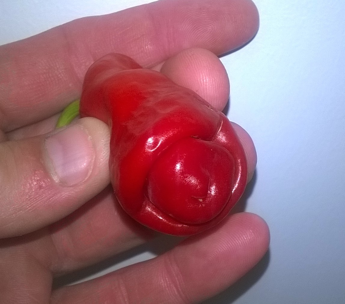 Chili Peter Pepper 1000 Samen 