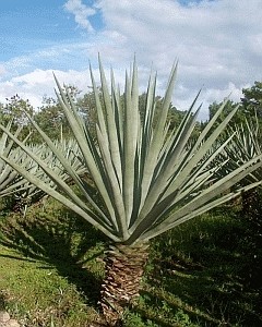 Sisal Agave -Agave sisalana- Samen kaufen / Samenchilishop | Saatgut aus  der ganzen Welt