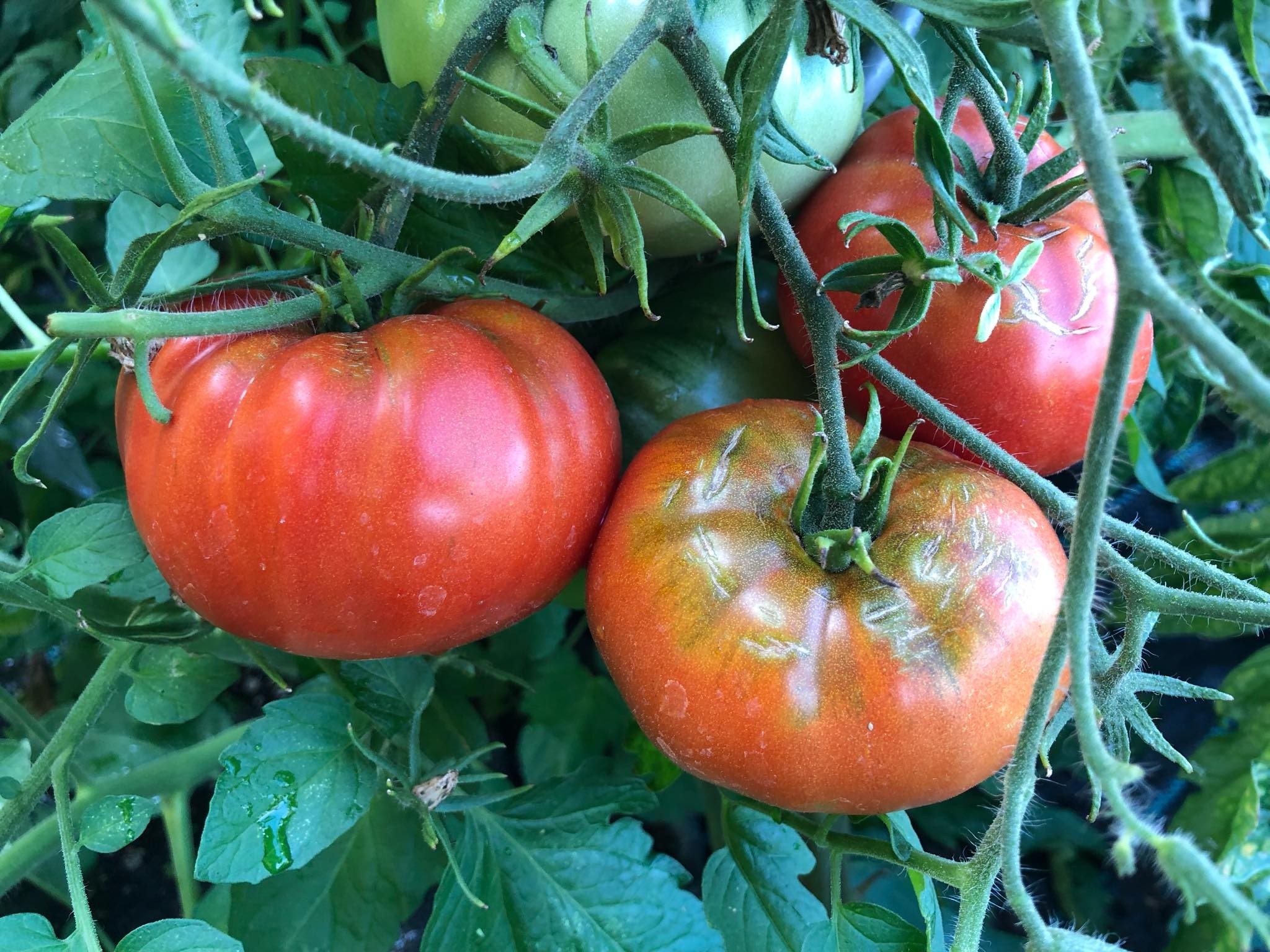 Tomate Roter Riese 10 Samen