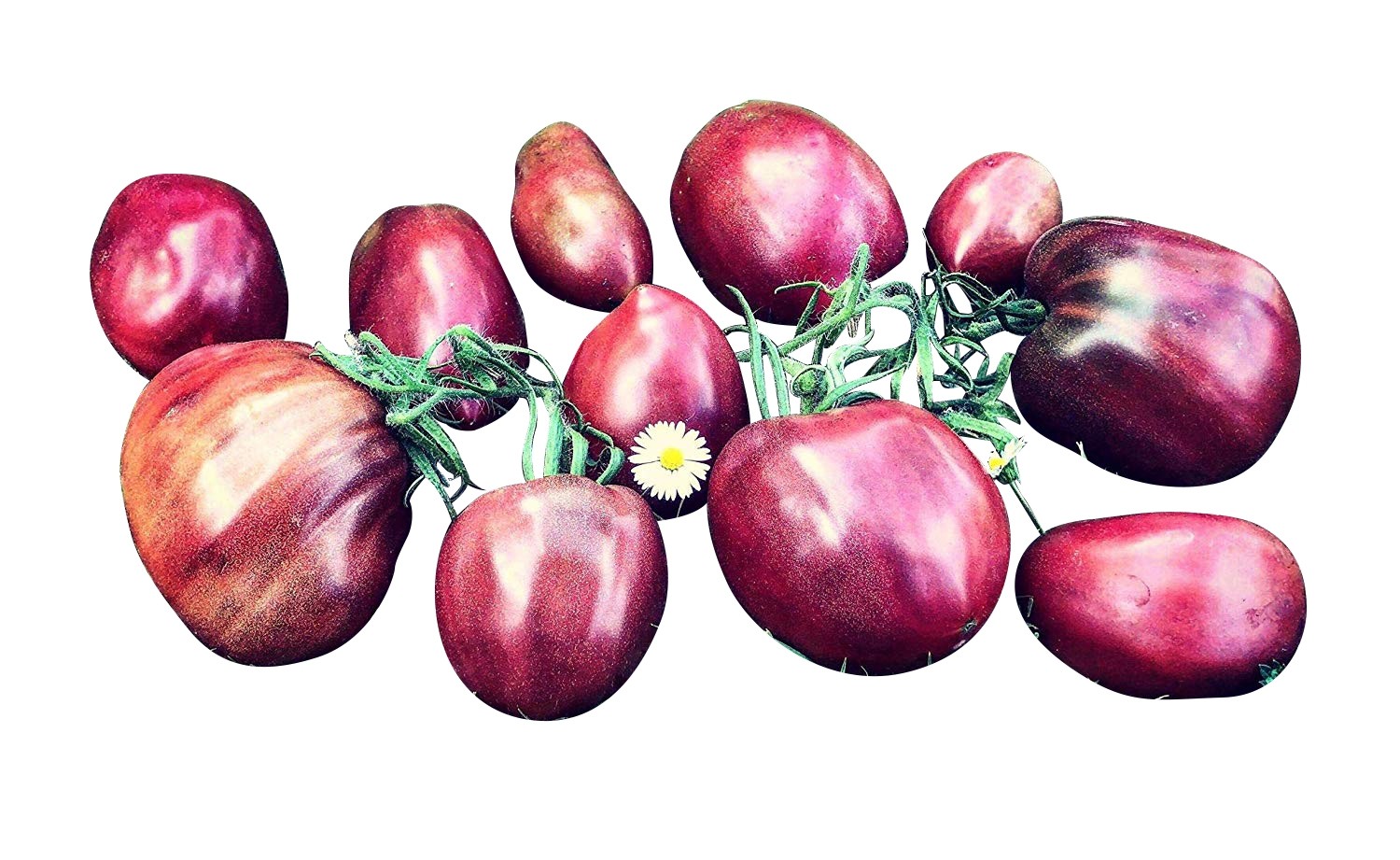 Tomate -Ukranian Purple- 10 Samen