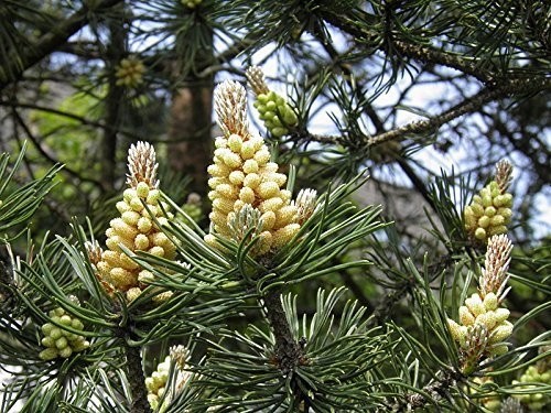 Waldkiefer -Pinus sylvestris- 15 Samen