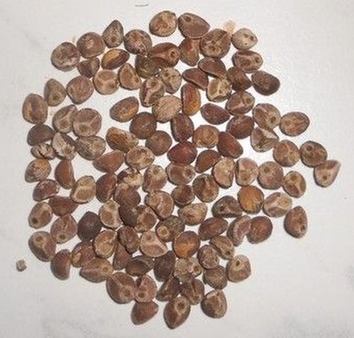 Woodrose -Argyreia nervosa- 1 kg Samen