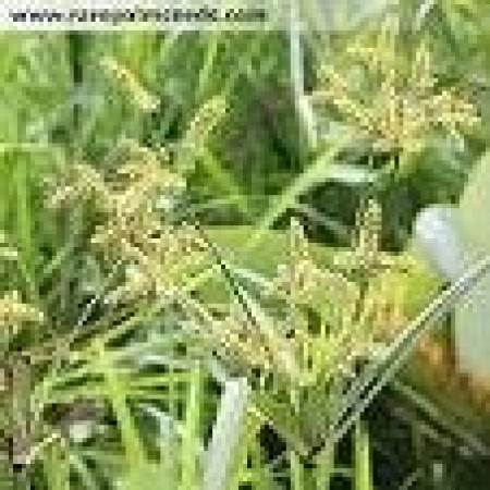 Cyperus aggregatus 20 Samen