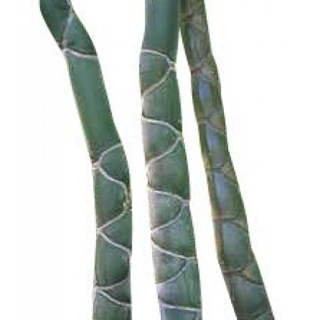 Moso Bambus -Phyllostachys edulis- 30 Samen