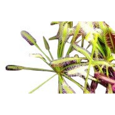 Fleischfressende Pflanze -Drosera capensis alba-  50 frische Samen