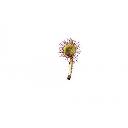 Winterharter Sonnentau -drosera rotundifolia- 25 Samen