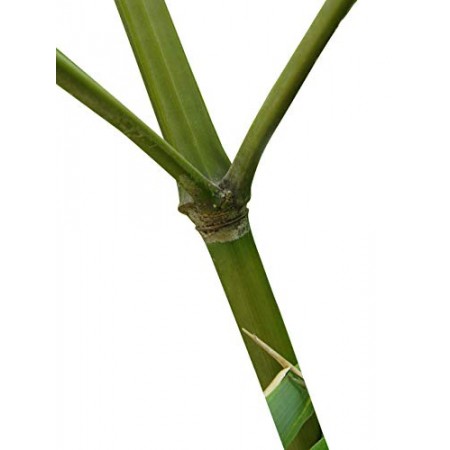 Wasserbambus -Phyllostachys heteroclada- 50 Samen