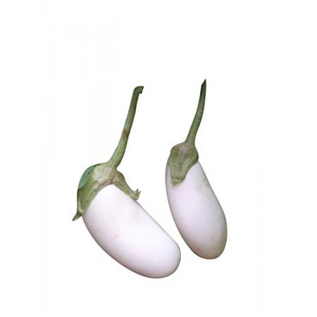 AUBERGINE Weiß 10 Samen