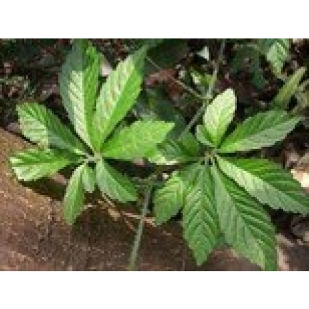 7 Blättrige Jiaogulan -Gynostemma pentaphyllum-7-leave- 25 Samen