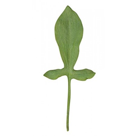 Sauerampfer 100 Samen -Sauerlump- -Rumex acetosa-