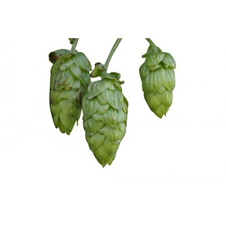 5.000 Hopfen Samen -humulus lupulus-