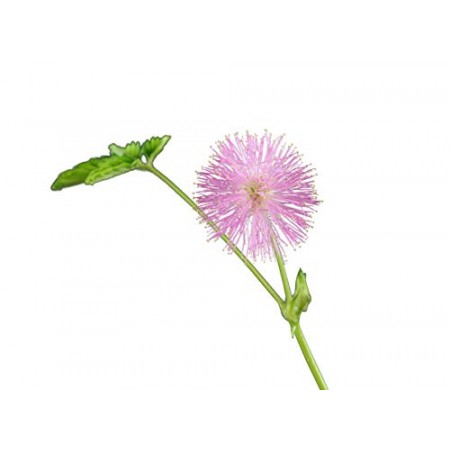 Echte Mimose -Mimosa pudica- 1000 Samen