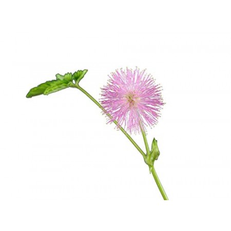 Echte Mimose -mimosa pudica- 200 Samen