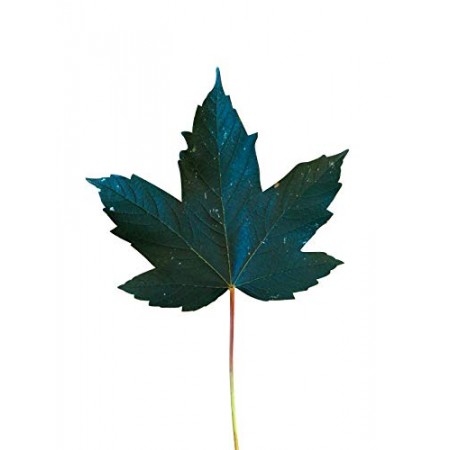 Bergahorn -acer pseudoplatanus- 50 Samen