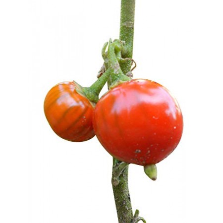 Aubergine Türkisch Orange 10 Samen