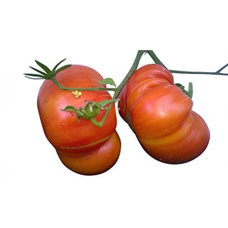Ananas Tomate -TOMATE BEEFSTEAK - PINEAPPLE 10 Samen