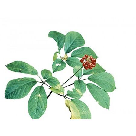 Amerikanischer Ginseng -Panax quinquefolius- 20 Samen