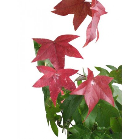 Amberbaum -Liquidamber styraciflua- 50 Samen