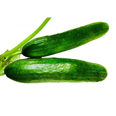 Bauern Gurke -cucumis sativus- 20 Samen