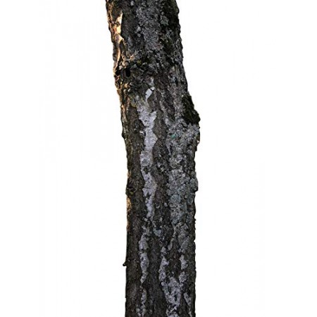 Birke -Betula Pendula- 1000 Samen 