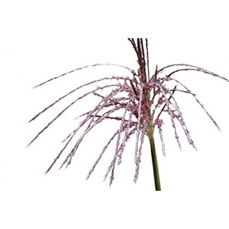 Chinaschilf -Miscanthus chinensis-  ca 200 Samen