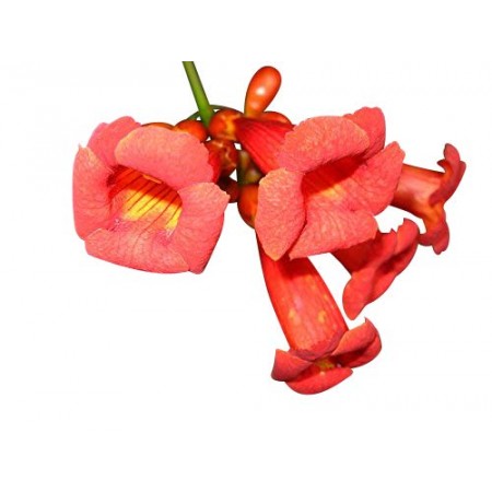 Amerikanische Klettertrompete (Campsis radicans) 10 Samen