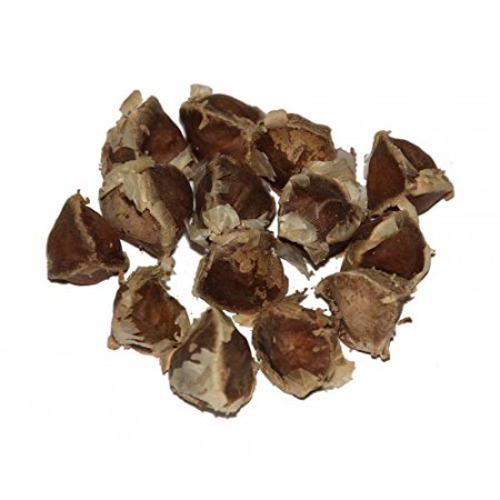 Moringa -moringa oleifera- 5.000 Samen