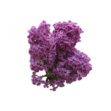 Flieder -Syringa Vulgaris- 10 Samen