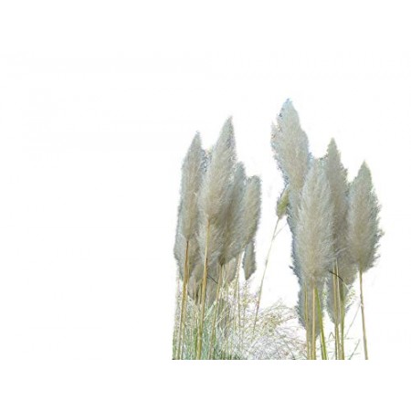 Pampasgras Weiß 100 Samen
