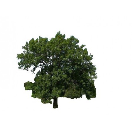 Gemeine Esche -Fraxinus excelsior- 5.000 Samen