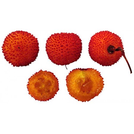 Erdbeerbaum -Arbutus unedo- 10 Samen