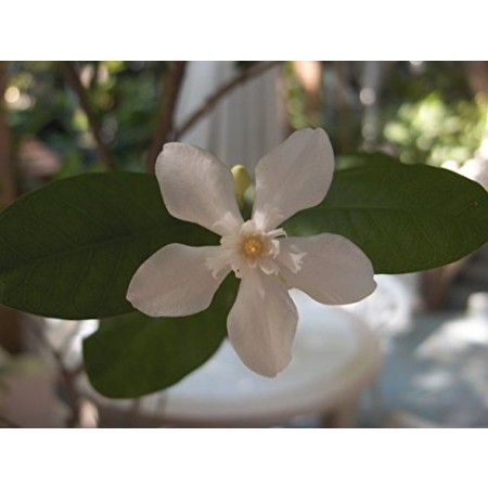 Wasser Jasmin -wrightia religiosa- 15 Samen