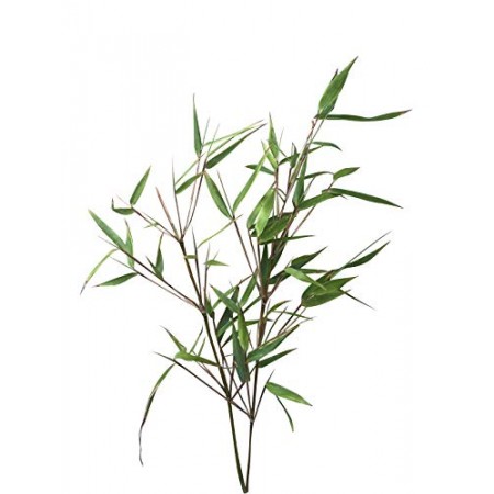 Muriel Hecken Bambus -Fargesia murielae- 15 Samen