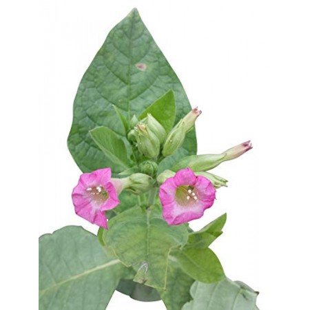 Echter Rauchtabak -Nicotiana tabacum- 100+ Samen