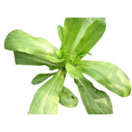 Feldsalat -Valerianella locusta- 200 Samen